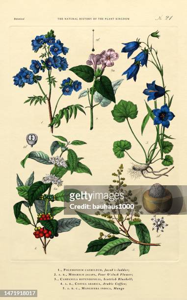 ilustrações, clipart, desenhos animados e ícones de história do reino das plantas, ilustração botânica vitoriana, placa 21, circa 1853 - campanula liliaceae