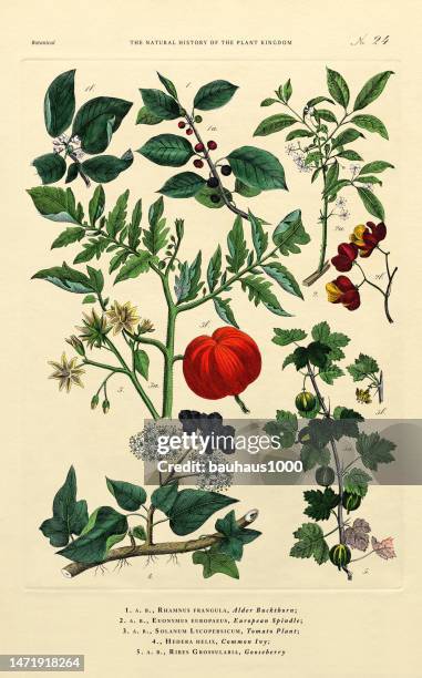 history of the plant kingdom, victorian botanical illustration, tafel 24, um 1853 - tobacco crop stock-grafiken, -clipart, -cartoons und -symbole