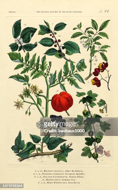 history of the plant kingdom, victorian botanical illustration, plate 24, circa 1853 - tomato plant stock illustrations