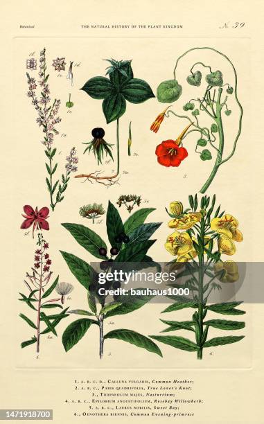 history of the plant kingdom, victorian botanical illustration, plate 39, circa 1853 - bay leaf white background stock illustrations