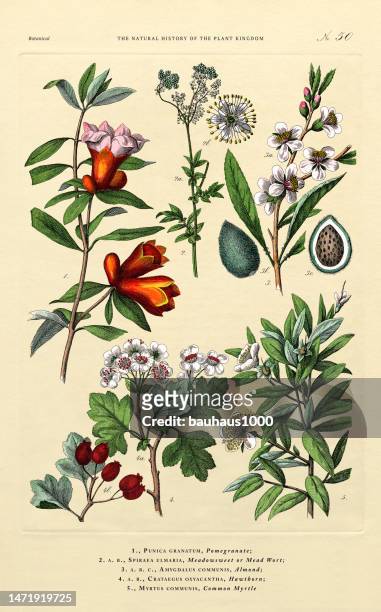 history of the plant kingdom, victorian botanical illustration, tafel 50, um 1853 - pflaumenbaum stock-grafiken, -clipart, -cartoons und -symbole
