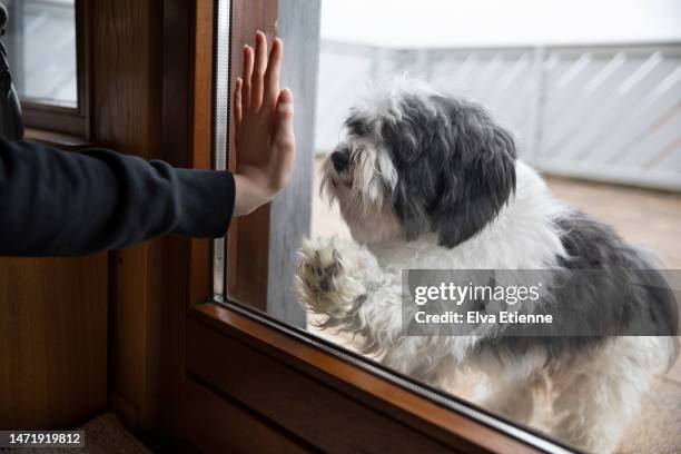 dog standing outside a patio window tapping on the glass with its paw, towards a teenager's outstretched hand against the glass on the indoors side of the window. - human hand pet paw stock pictures, royalty-free photos & images