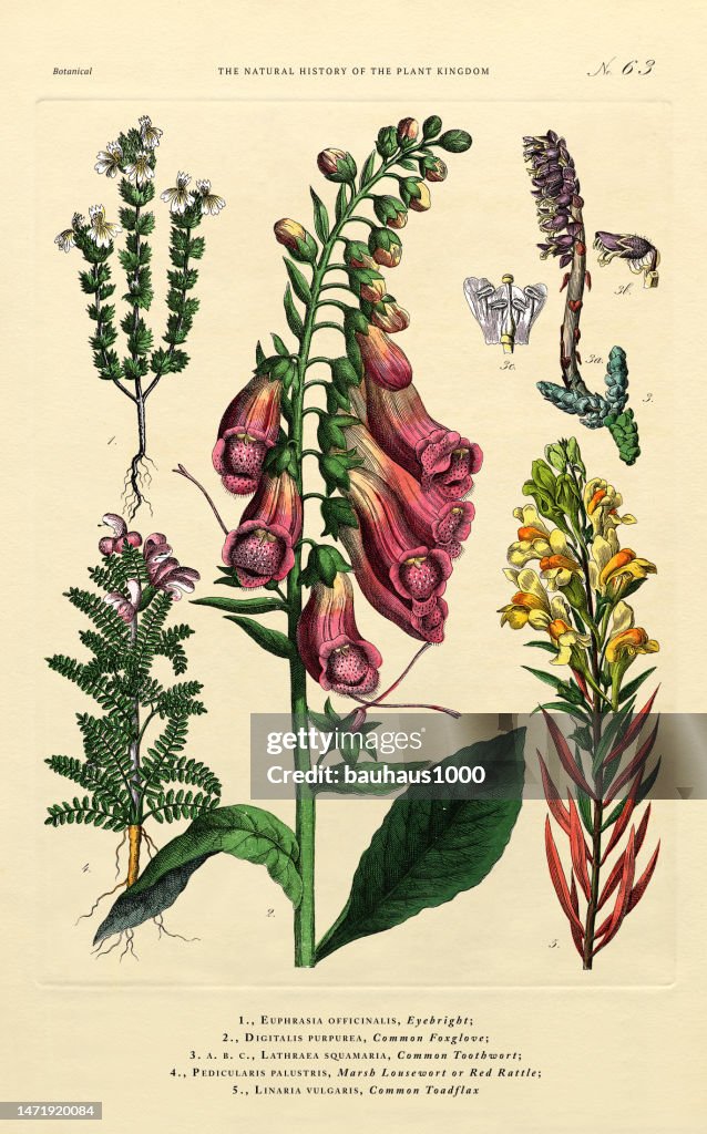 Storia del regno vegetale, illustrazione botanica vittoriana, tavola 63, circa 1853