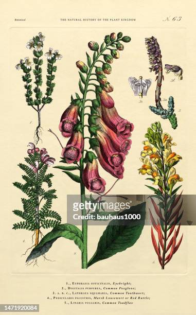 stockillustraties, clipart, cartoons en iconen met history of the plant kingdom, victorian botanical illustration, plate 63, circa 1853 - antirrhinum majus