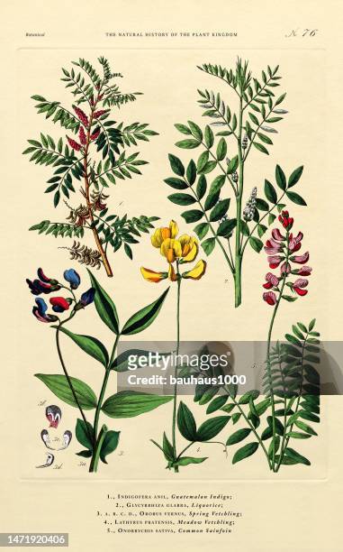 history of the plant kingdom, victorian botanical illustration, plate 76, circa 1853 - licorice flower stock illustrations