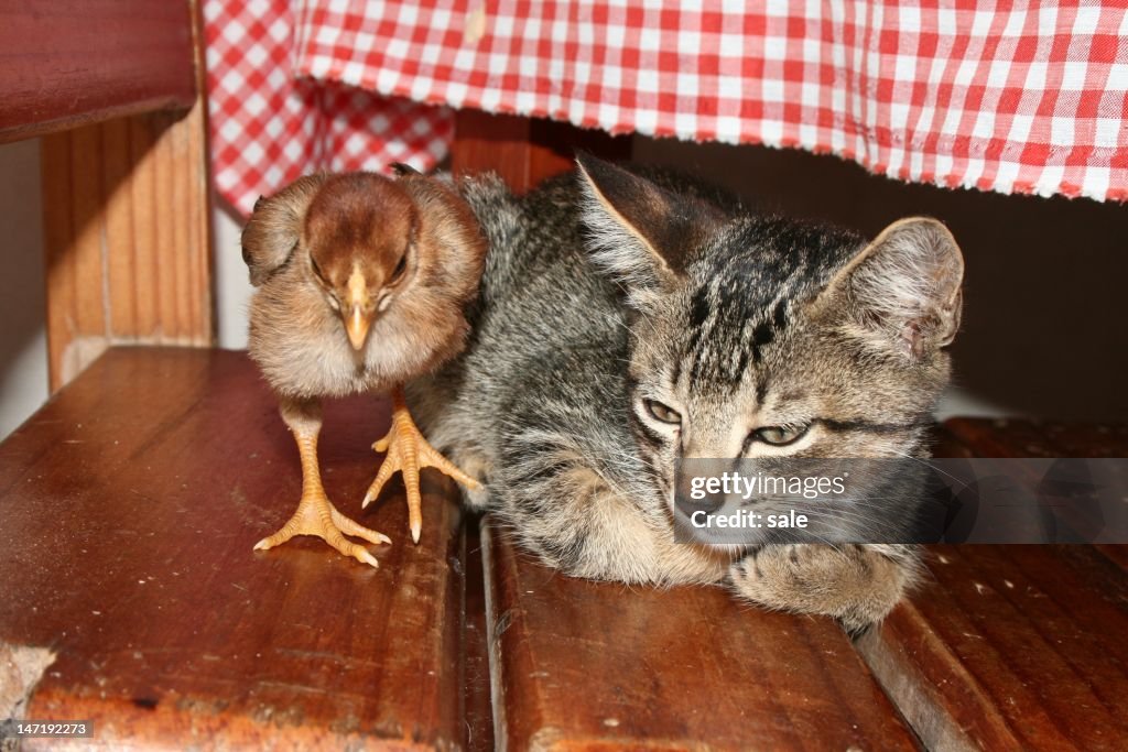 Cat and chick