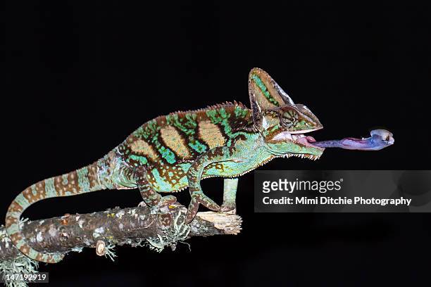 chameleon eating cricket - chameleon tongue stock pictures, royalty-free photos & images
