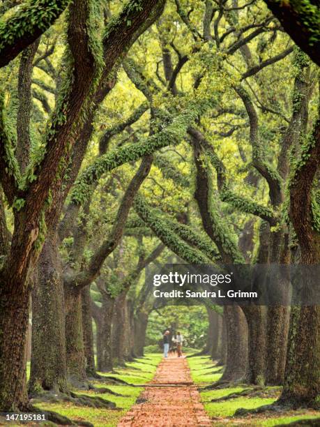 majestic live oak canopy - grapevine texas stock pictures, royalty-free photos & images