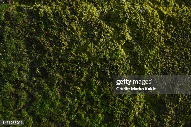 green wall. - muschio foto e immagini stock