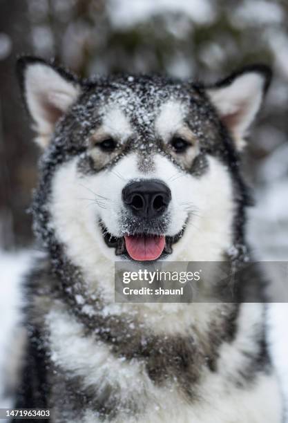 alaskan malamute puppy - alaskan malamute stockfoto's en -beelden