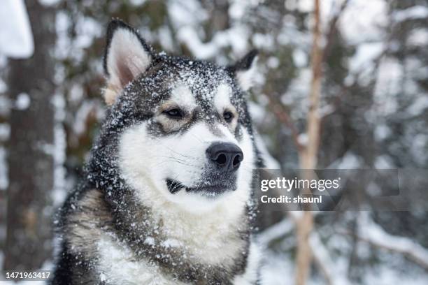 alaskan malamute puppy - malamute stock pictures, royalty-free photos & images