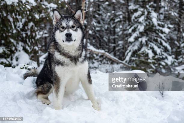 alaskan malamute puppy - malamute stock pictures, royalty-free photos & images