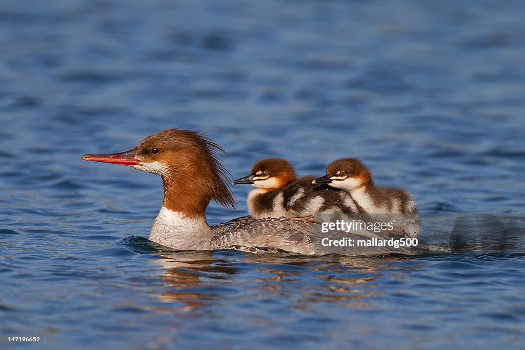 Common Mer Common Merganser Duck High-Res Stock Photo - Getty Images