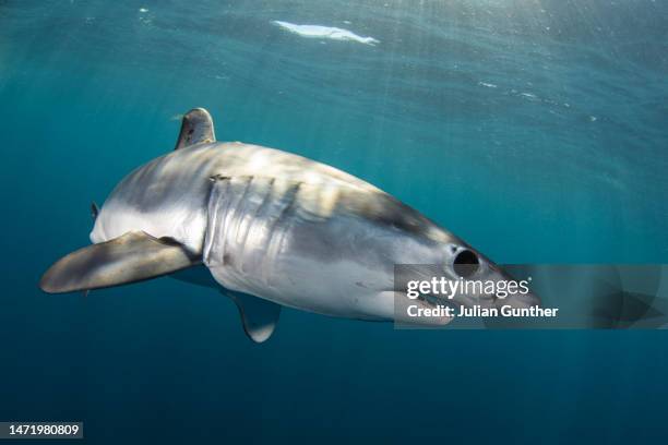 mako sharks swims off the coast of baja california, mexico - silver shark stock pictures, royalty-free photos & images