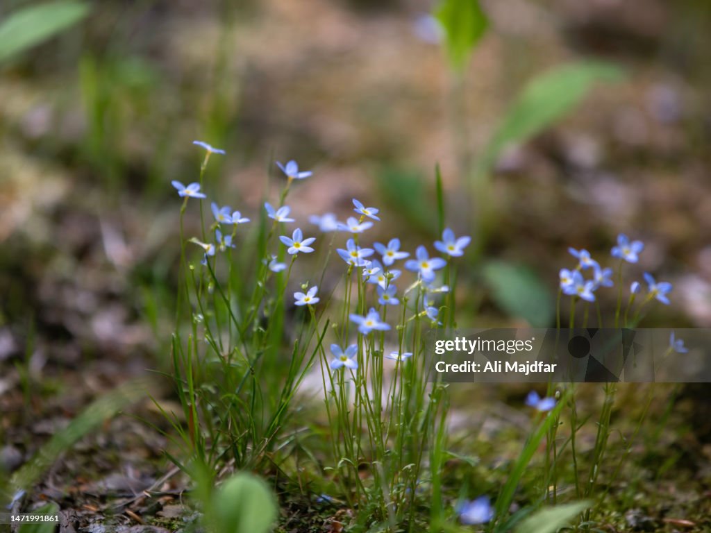 Bluets Wild Flowers