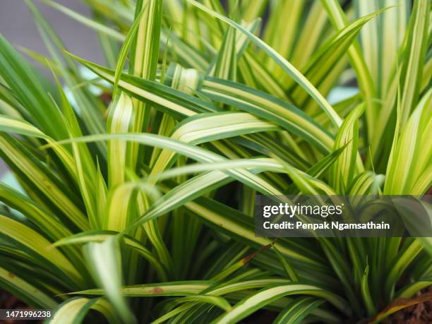 spider plant green and yellow leaves - ornamental plant stock pictures, royalty-free photos & images