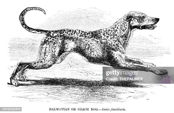 ダルメシアン犬の彫刻1892 - ダルメシアン点のイラスト素材／クリップアート素材／マンガ素材／アイコン素材