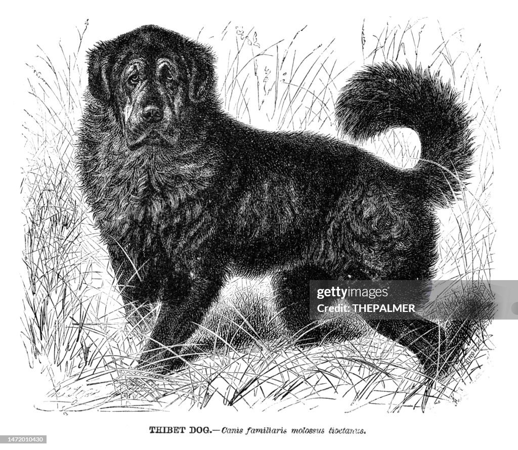 Tibetan Mastiff engraving 1892