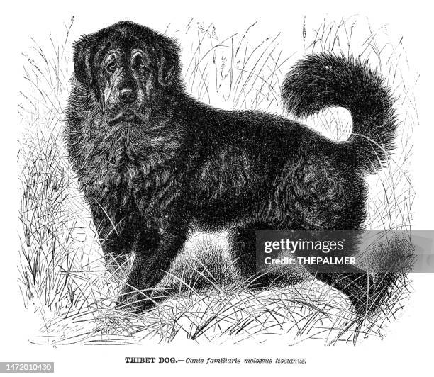 tibetan mastiff engraving 1892 - tibetan mastiff stock illustrations