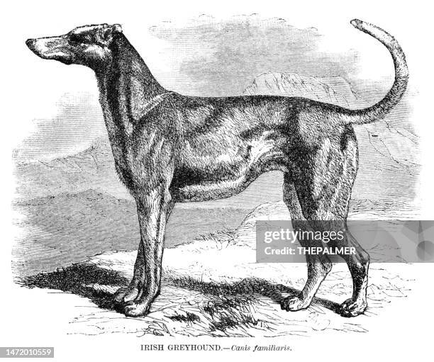 irish greyhound dog engraving 1892 - hound stock illustrations