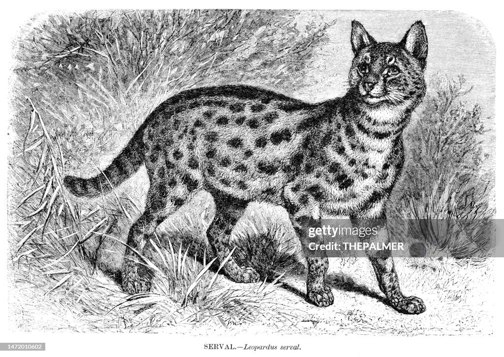 Serval wild cat engraving 1892