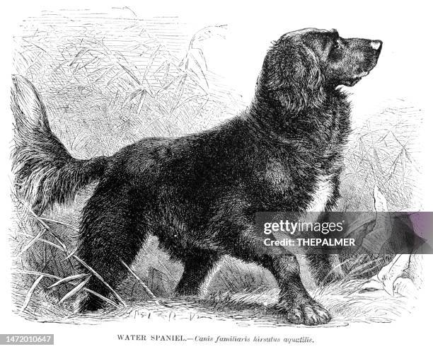 ilustraciones, imágenes clip art, dibujos animados e iconos de stock de water spaniel grabado de perro 1892 - perro de aguas