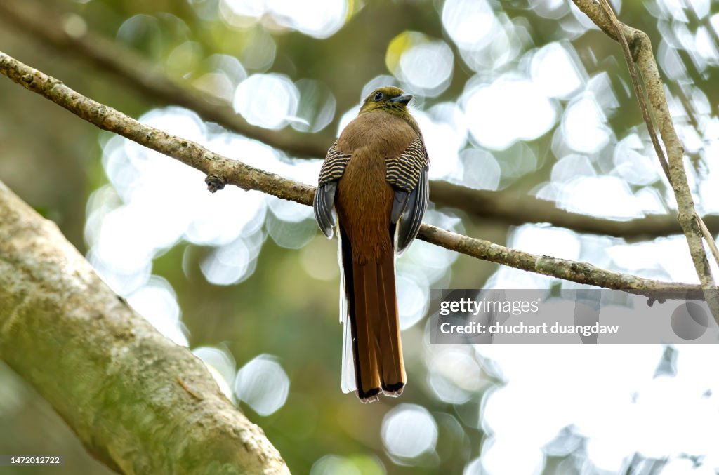Close-up of bird Orange-breasted Trogon perching on a branch