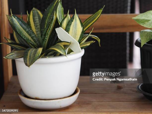 dracaena trifasciata snake plant, saint george's sword mother-in-law's tongue  asparagaceae - sansevieria ストックフォトと画像