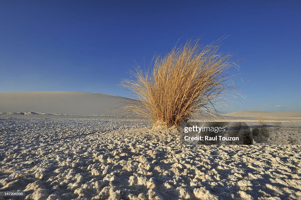 Desert grass on gypsum sand dunes at Alamogordo.