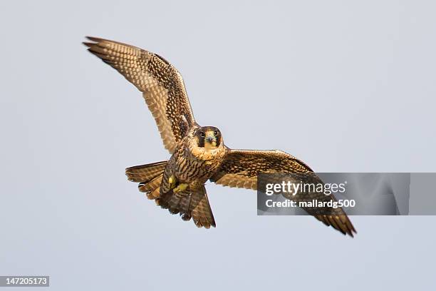 peregrine falcon - peregrine falcon stock-fotos und bilder