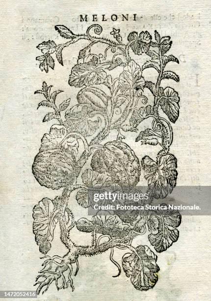 Melons , 16th century woodblock from 'The speeches in the six books of Pedacio Dioscorides Anazarbeo della materia Medicinale', edited by the...
