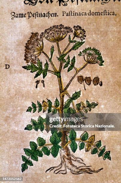 Parsnip or white carrot , handcolored 16th century woodblock from 'Kreutterbuch dess hochgeleherten unnd weitberuehmten herrn ' by Pietro Andrea...