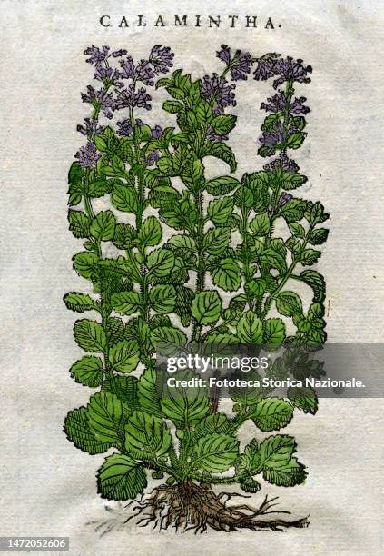 Calamintha , handcolored 16th century woodblock from 'The speeches in the six books of Pedacio Dioscorides Anazarbeo della materia Medicinale',...