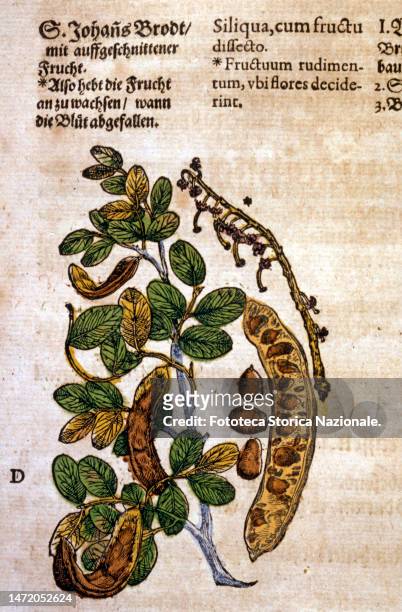 Carob tree , handcolored 16th century woodblock from 'Kreutterbuch dess hochgeleherten unnd weitberuehmten herrn ' by Pietro Andrea Mattioli :...
