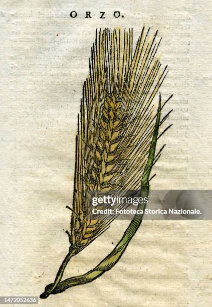 Ear of barley , handcolored 16th century woodblock from 'The speeches in the six books of Pedacio Dioscorides Anazarbeo della materia Medicinale',...