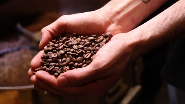 Worker checking quality of roasted coffee beans