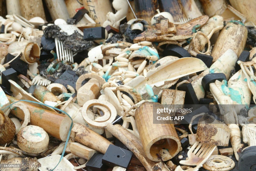 GABON-WILDLIFE-IVORY-TRAFFICKING