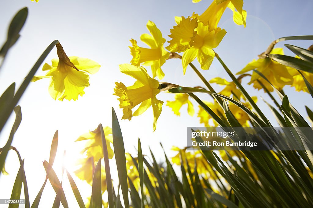 Low angle view of yellow daffodils against sunny blue sky