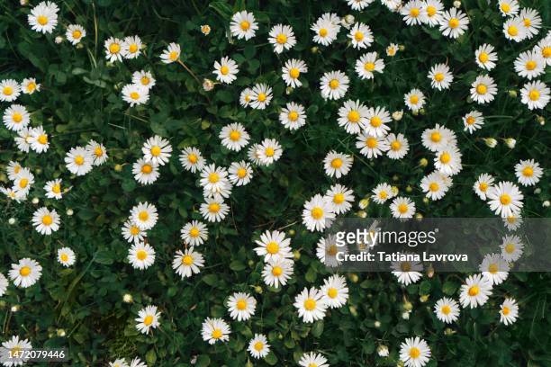 green meadow with many small white flowers. top view of daisies blooming on field. natural texture - margarita común fotografías e imágenes de stock
