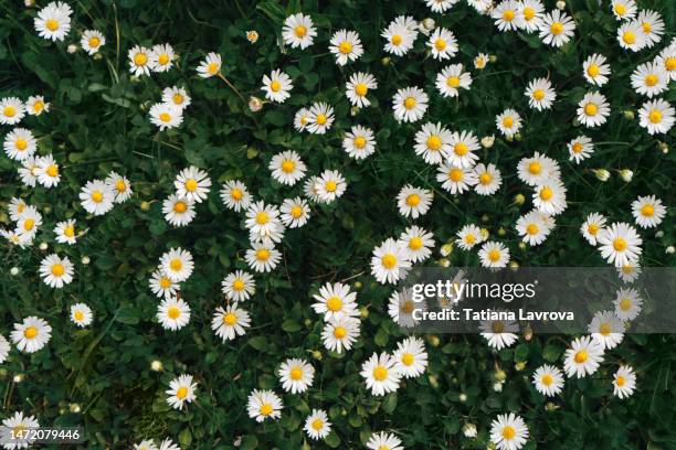 green meadow with many small white flowers. top view of daisies blooming on field. natural texture - parterre-de-fleurs photos et images de collection