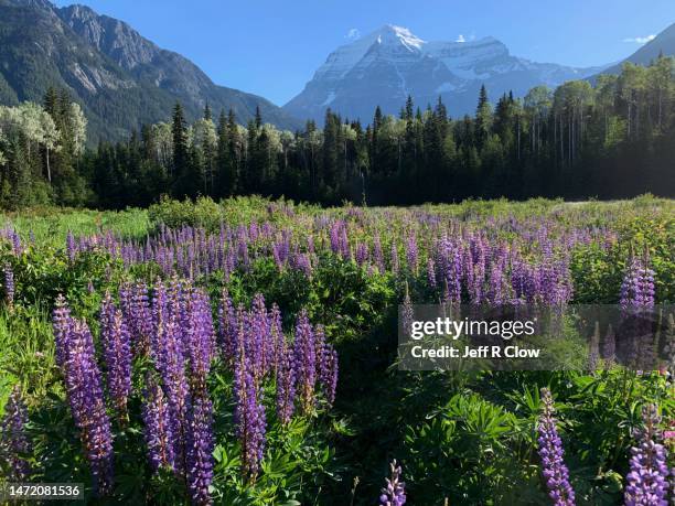 spring wildflowers in canada - long weekend canada stock pictures, royalty-free photos & images