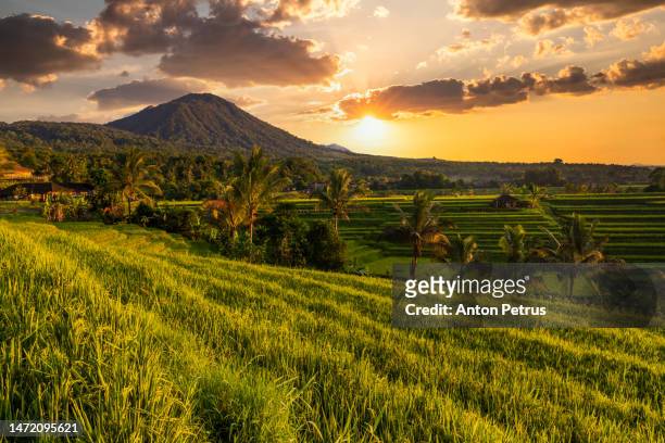 rice terraces at sunrise, bali, indonesia - agung volcano in indonesia stock pictures, royalty-free photos & images