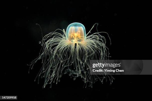 jellyfish - jellyfish - fotografias e filmes do acervo
