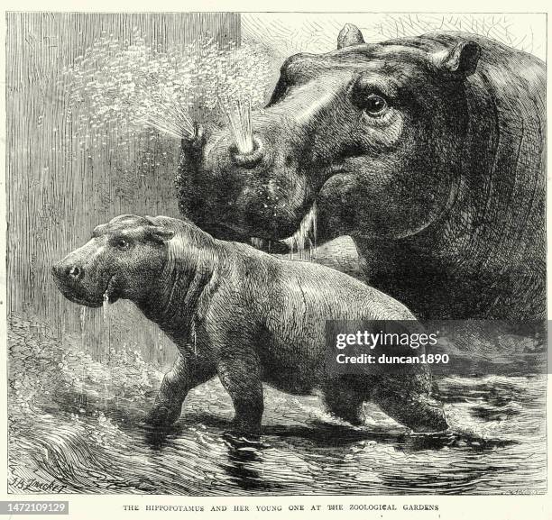 hippopotamus and calf at london zoo, victorian, 1870s, 19th century - baby hippo stock illustrations