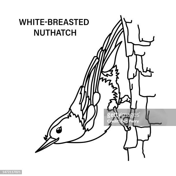 illustrated line drawing of a male white-breasted nuthatch - playbook stock pictures, royalty-free photos & images