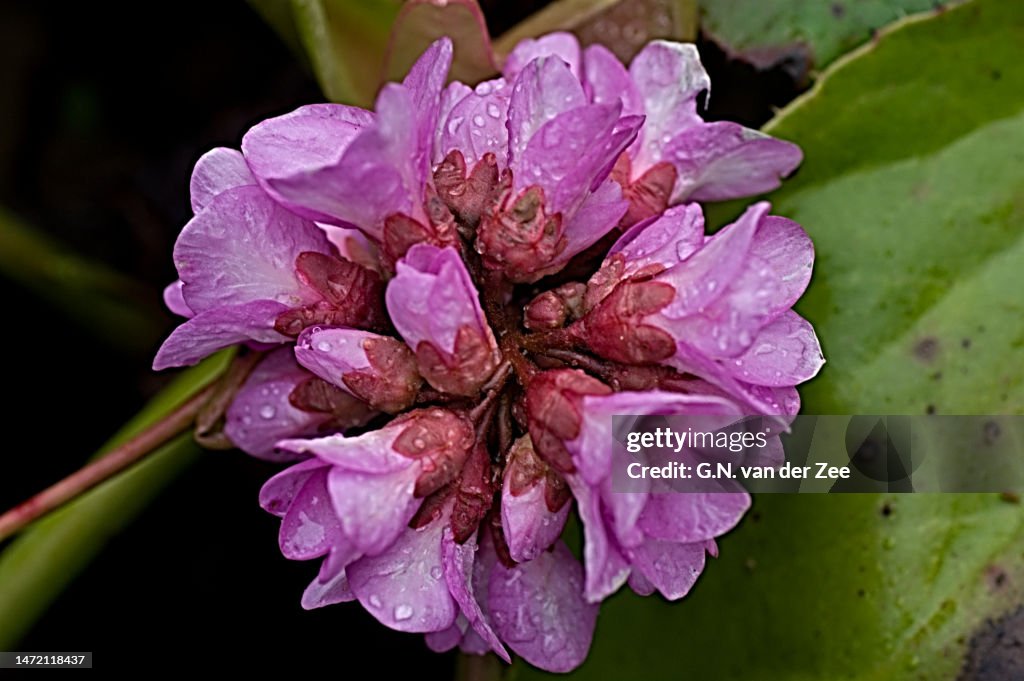 Bergenia cordifolia