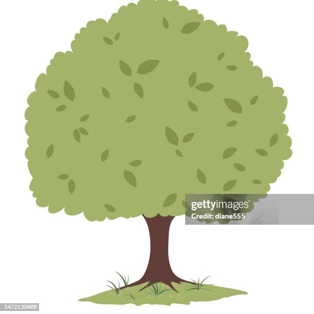 isolated single shade tree - tree trunk stock illustrations