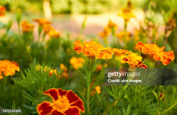 close-up of front view of beautiful coreopsis lanceolata flowers - coreopsis lanceolata stock pictures, royalty-free photos & images