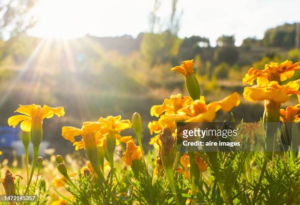close-up of field of coreopsis lanceolata flowers in a sunny day - garden coreopsis flowers stock pictures, royalty-free photos & images