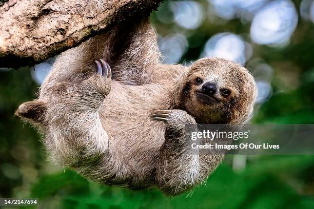 funny lazy smiling sloth - three toed sloth stock pictures, royalty-free photos & images